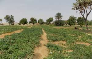 vegetable garden with pump
