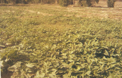Sweet potato field