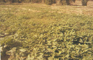 Sweet potato field