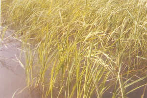 This rice field is growing for maturation.