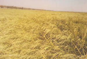 This rice field is ripe and ready for harvesting.