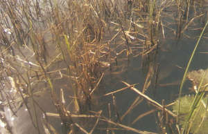 Rice field after harvesting, only sticks left.