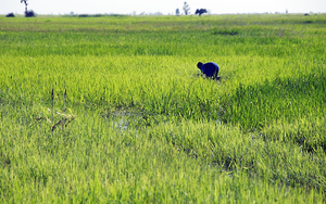Rice farming in Northern Mali