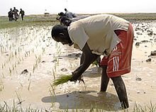 Help 30 Hungry Villages in Gao-Mali Grow Food NOW!
