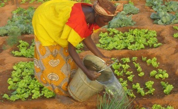 Help 30 Hungry Villages in Gao-Mali Grow Food NOW!