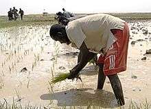 Rice farming in Northern Mali