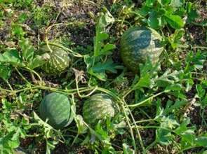 West African melon