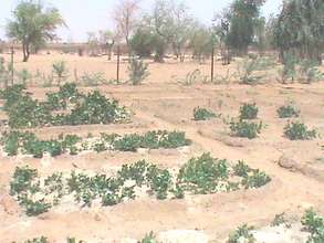 Gao Garden plot