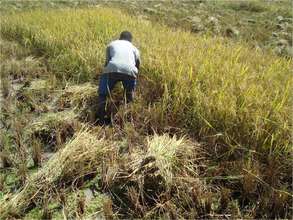 Rice harvesting--near the Niger River, Mali