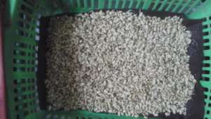 Day two of sprouting Soya beans fooder