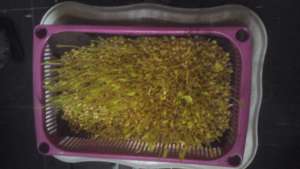 White Sorghum Fodder