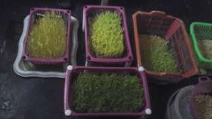 The five different Fodders made