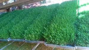 Fodder assembled in tray ready for the animals