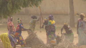 Women using local sticks to thresh the millets