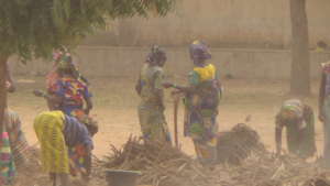 Harvest of millet a staple food in Kudundu Fawa