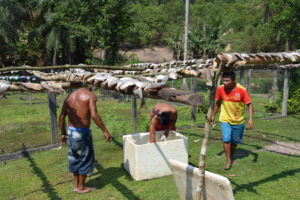 Men dry fish from the Tapajos River.