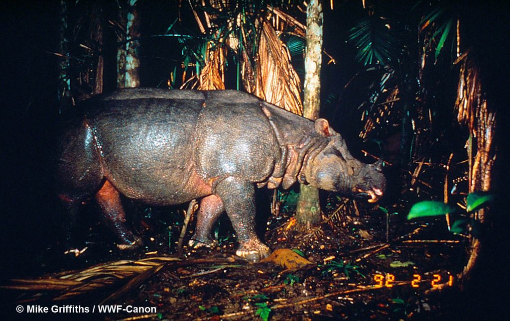 Saving the Javan Rhino
