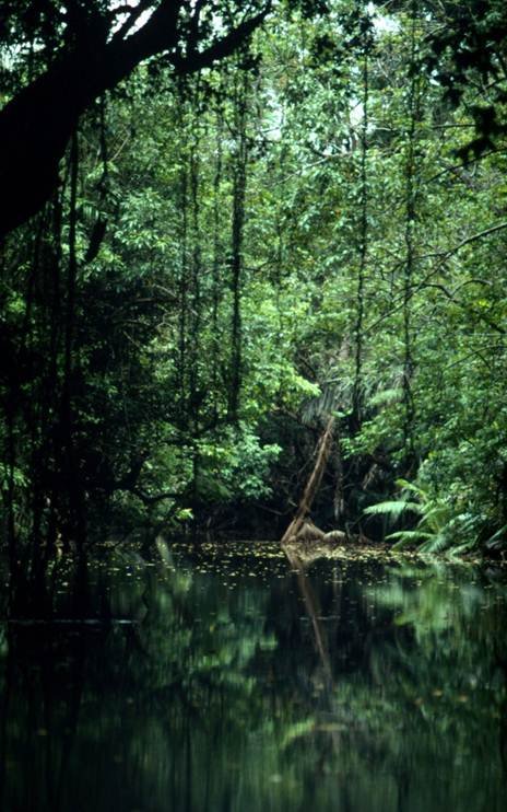 Saving the Javan Rhino