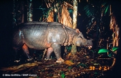 Saving the Javan Rhino