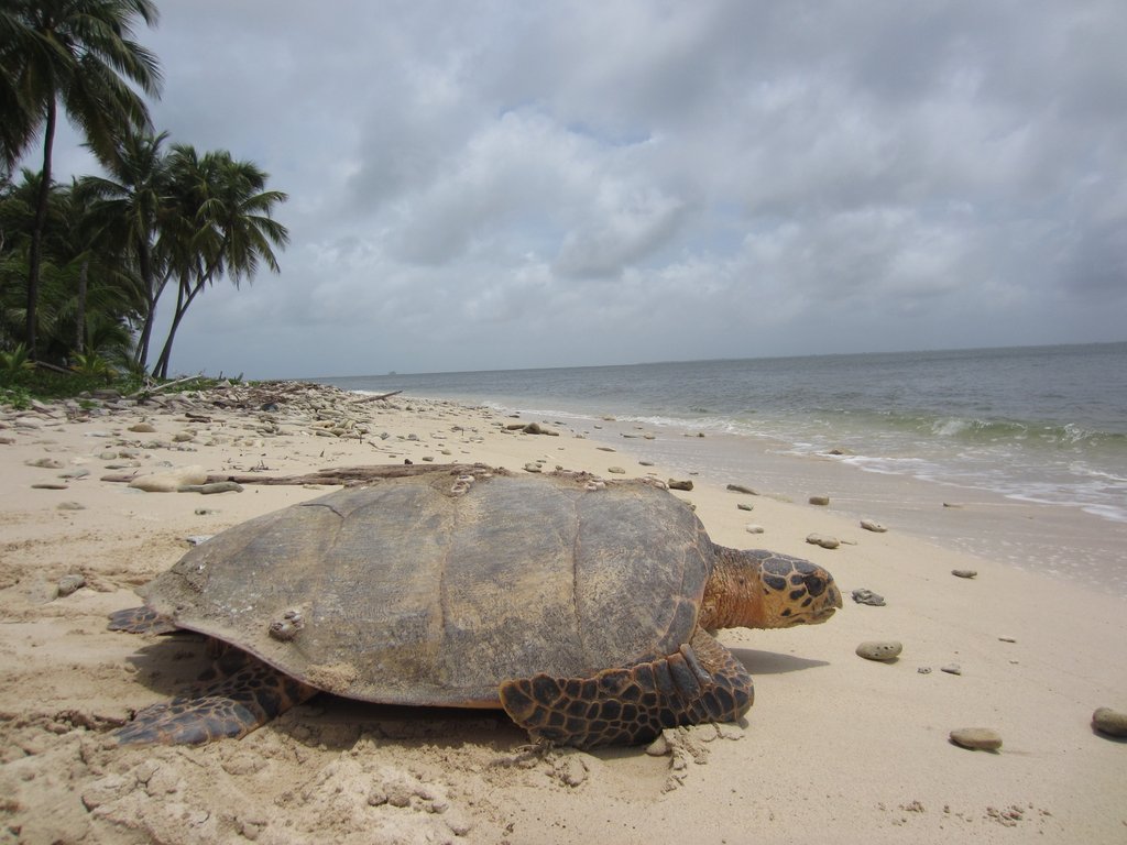 Adult hawksbill sea turtle. Photo credit: WCS