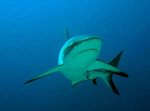 Grey reef shark. Photo credit: Stacy Jupiter/WCS
