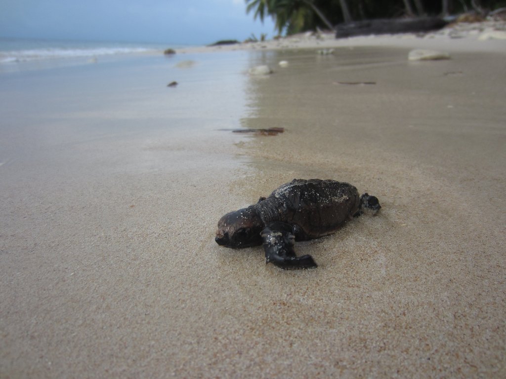 Hawksbill sea turtle hatchling. Photo credit: WCS