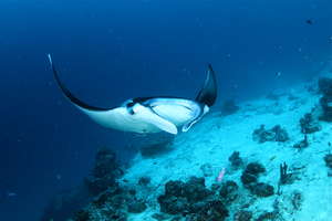 Photo credit: Rachel Graham/WCS