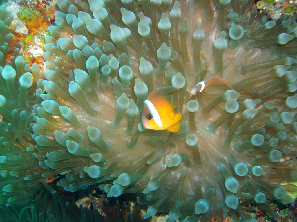 Save the Oceans!