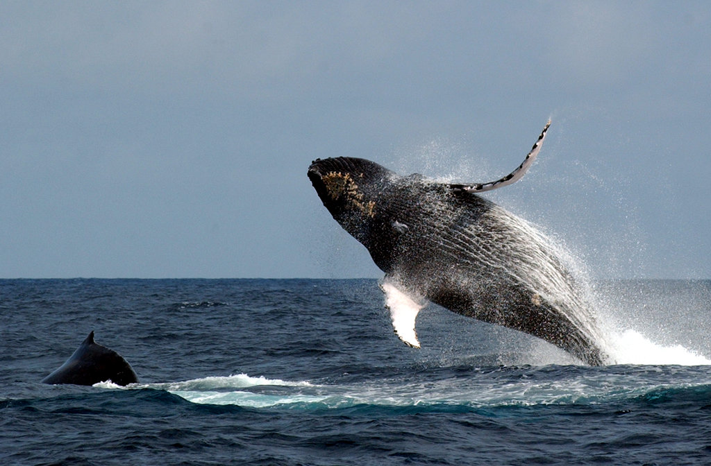 Save the Oceans!