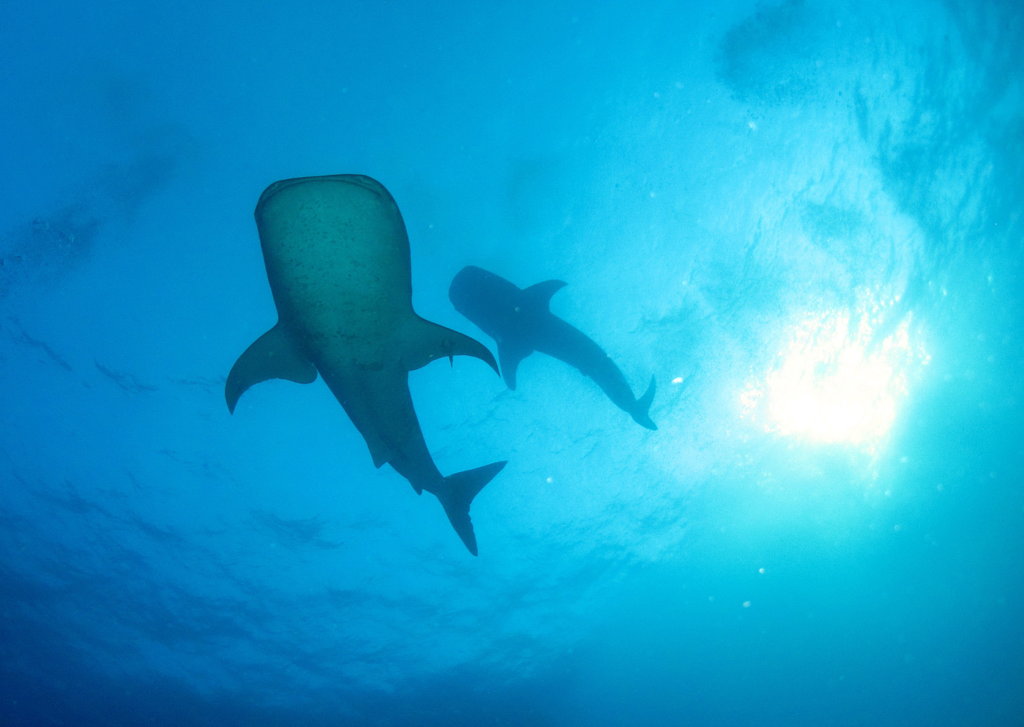 Save the Oceans!