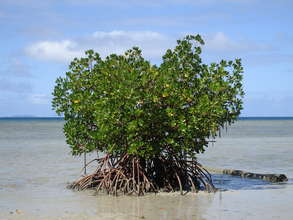 Mangroves @ Stacy Jupiter