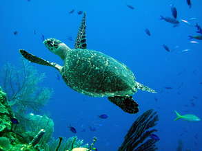 Hawksbill sea turtle @ Rachel Graham