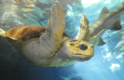 Save the Oceans!