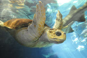 Save the Oceans!