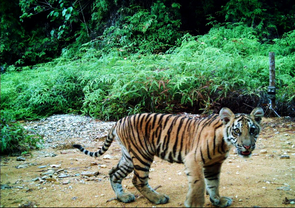 Zero Poaching of Tigers