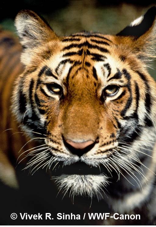 Zero Poaching of Tigers