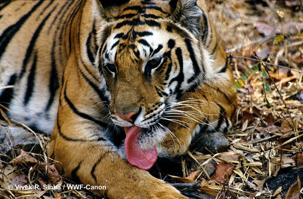 Zero Poaching of Tigers