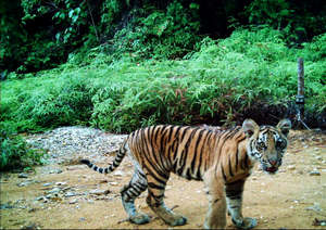 Camera trap image of Sumatran tiger cub
