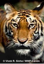 Close-up of a tiger