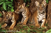 Zero Poaching of Tigers