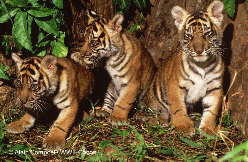 Zero Poaching of Tigers