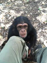 Orphan chimp Toto at 3 years of age