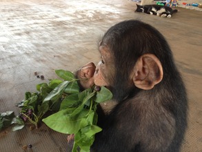 Toto eats wild foods