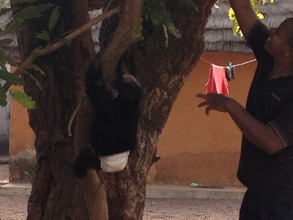 Toto is really good at climbing trees now!