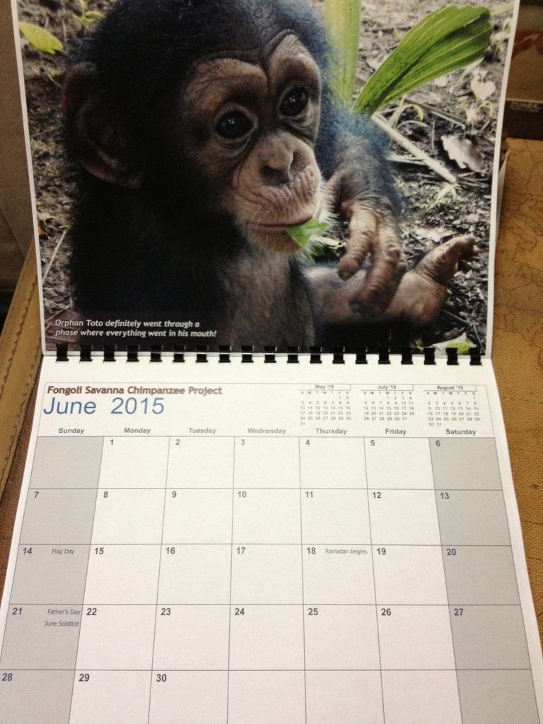 Reports On Care For Orphan Chimpanzee In Senegal Globalgiving
