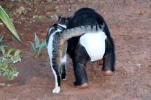 Toto and old friend Tigre