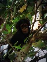 Toto is a little fearful as he learns to climb!