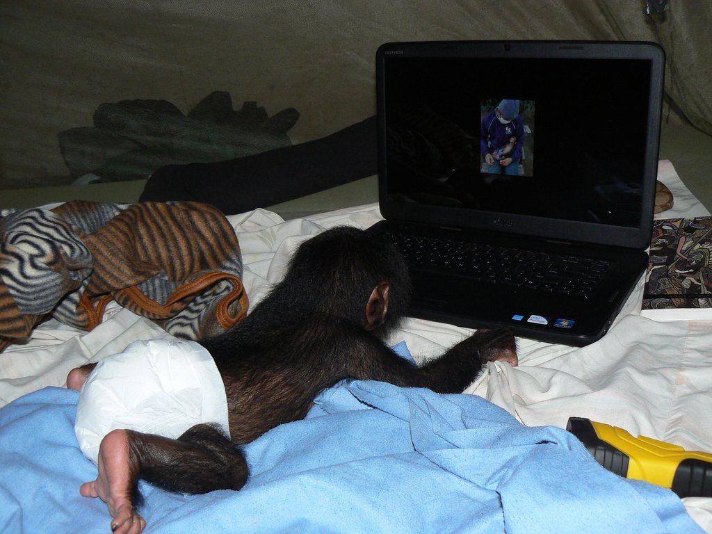 Care for Orphan Chimpanzee in Senegal