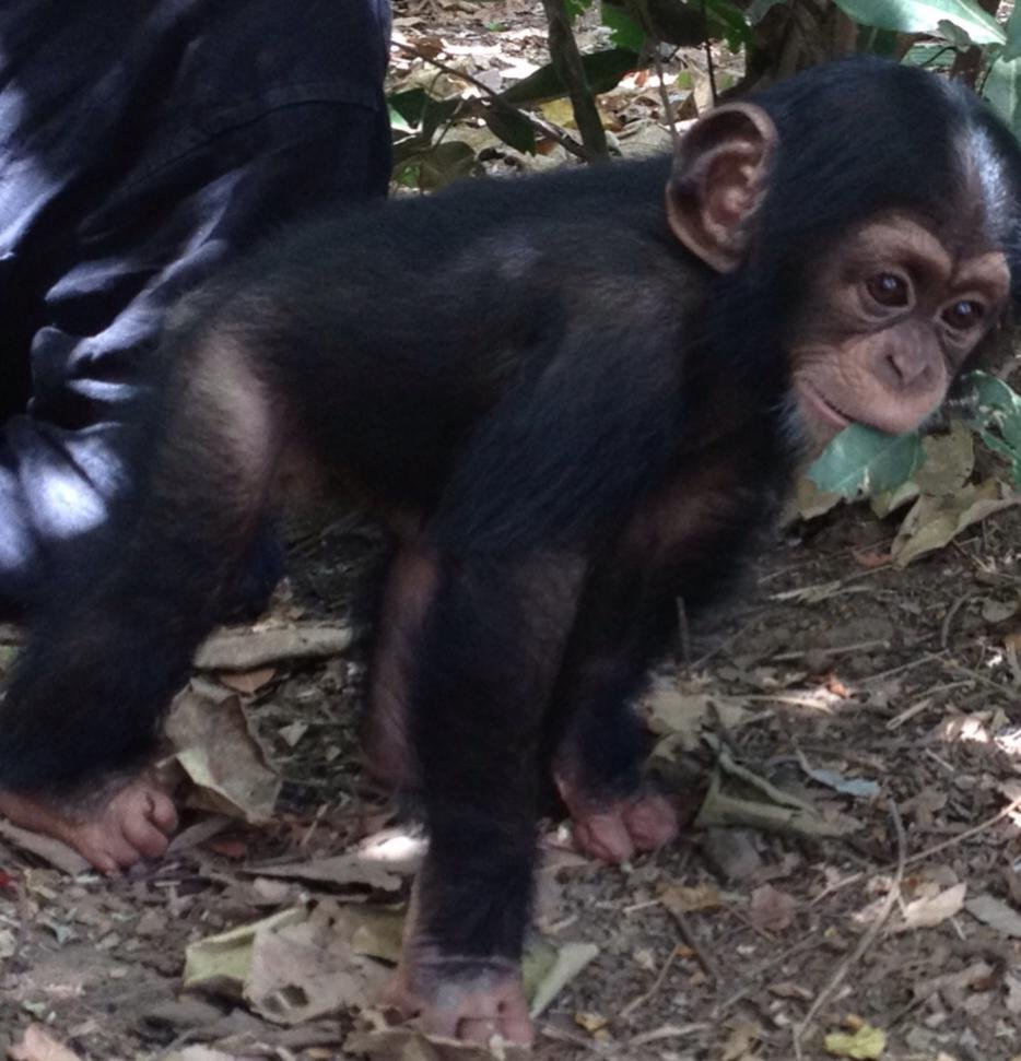 Care for Orphan Chimpanzee in Senegal - GlobalGiving, image size:934x971