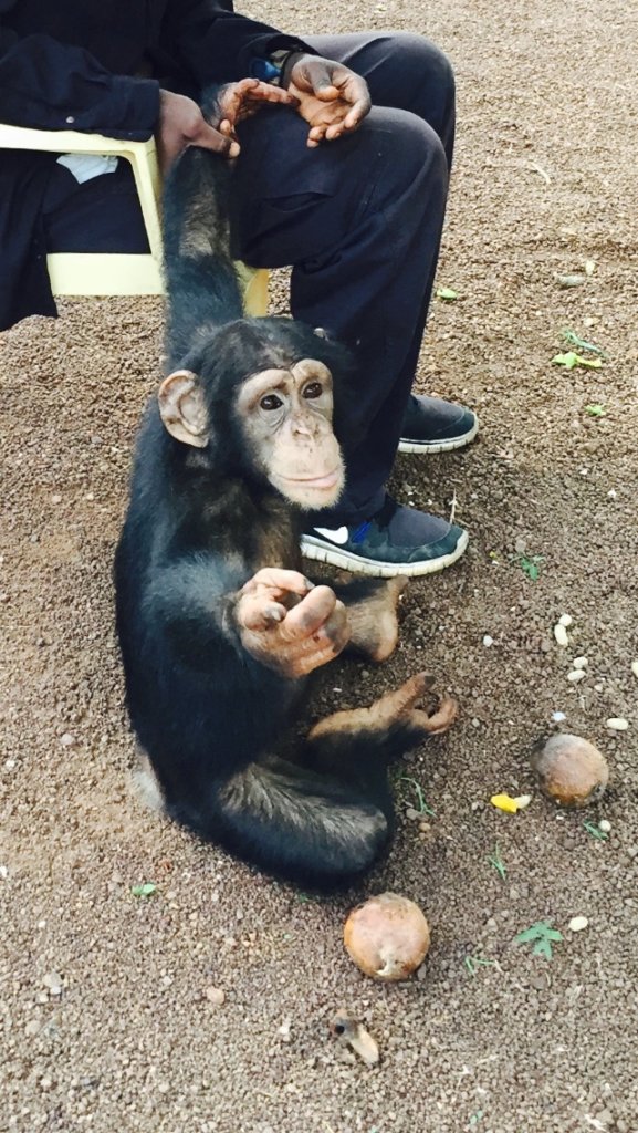Care for Orphan Chimpanzee in Senegal